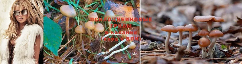 купить наркотик  Курлово  Псилоцибиновые грибы Psilocybine cubensis 